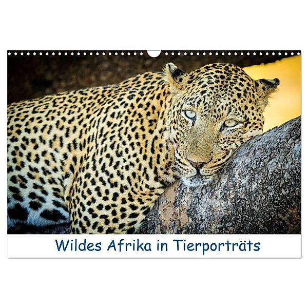 Wildes Afrika in Tierporträts (Wandkalender 2024 DIN A3 quer), CALVENDO Monatskalender, Frank Weitzer