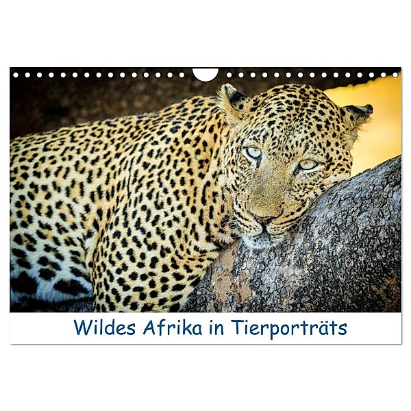 Wildes Afrika in Tierporträts (Wandkalender 2024 DIN A4 quer), CALVENDO Monatskalender, Frank Weitzer