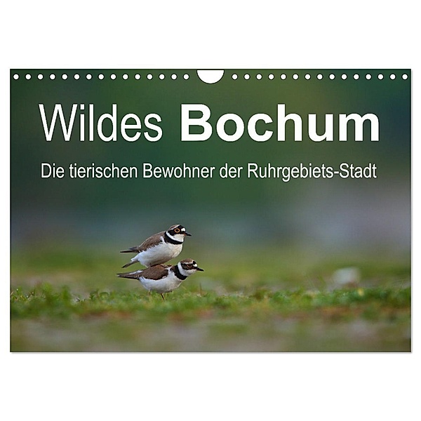 Wildes Bochum (Wandkalender 2025 DIN A4 quer), CALVENDO Monatskalender, Calvendo, Stefan Schütter