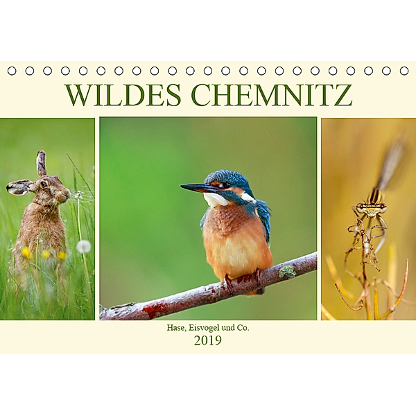 Wildes Chemnitz - Hase, Eisvogel und Co. (Tischkalender 2019 DIN A5 quer), Daniela Beyer