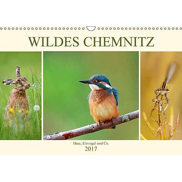 Wildes Chemnitz - Hase, Eisvogel und Co. (Wandkalender 2017 DIN A3 quer), Daniela Beyer