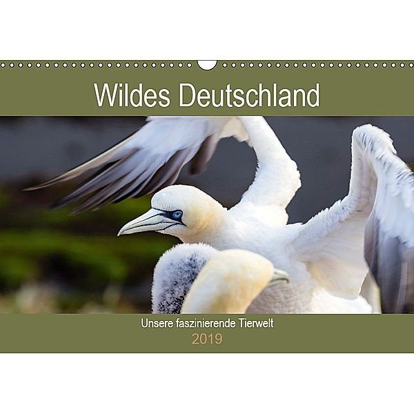 Wildes Deutschland - Unsere faszinierende Tierwelt (Wandkalender 2019 DIN A3 quer), Janita Webeler