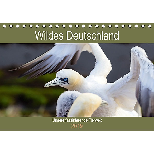 Wildes Deutschland - Unsere faszinierende Tierwelt (Tischkalender 2019 DIN A5 quer), Janita Webeler