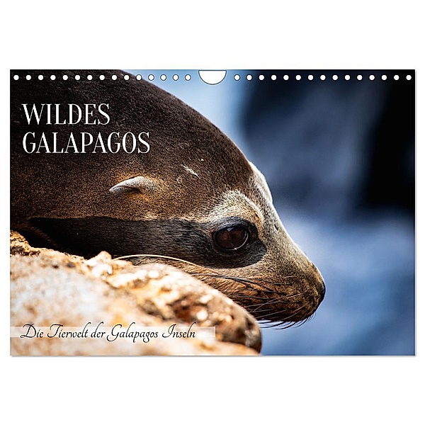 Wildes Galapagos - Die Tiere der Galapagos Inseln (Wandkalender 2024 DIN A4 quer), CALVENDO Monatskalender, In X Tagen um die Welt