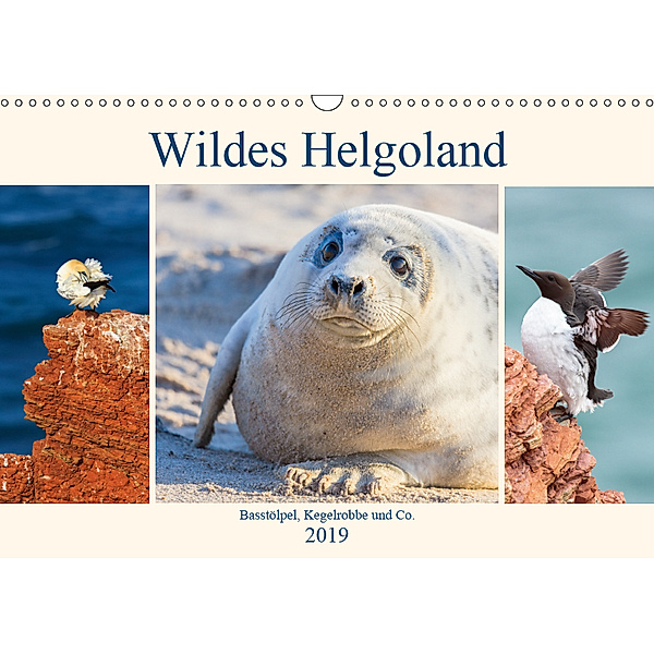Wildes Helgoland - Basstölpel, Kegelrobbe und Co. 2019 (Wandkalender 2019 DIN A3 quer), Daniela Beyer