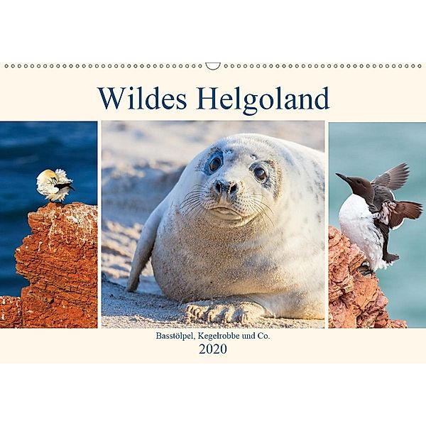 Wildes Helgoland - Basstölpel, Kegelrobbe und Co. 2020 (Wandkalender 2020 DIN A2 quer), Daniela Beyer