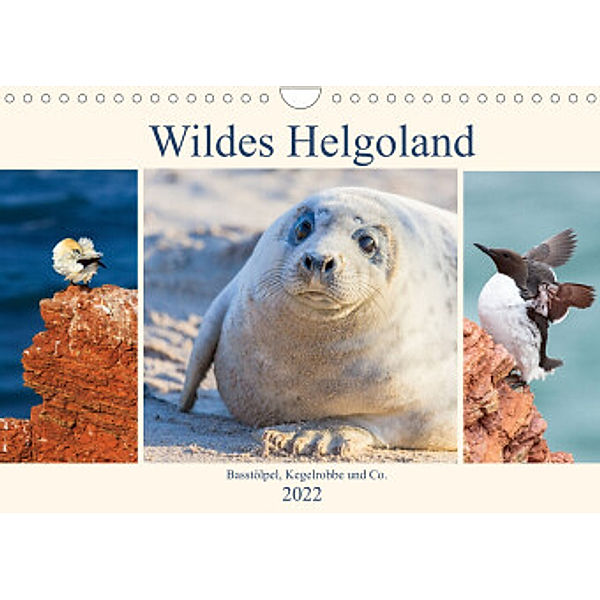 Wildes Helgoland - Basstölpel, Kegelrobbe und Co. 2022 (Wandkalender 2022 DIN A4 quer), Daniela Beyer (Moqui)