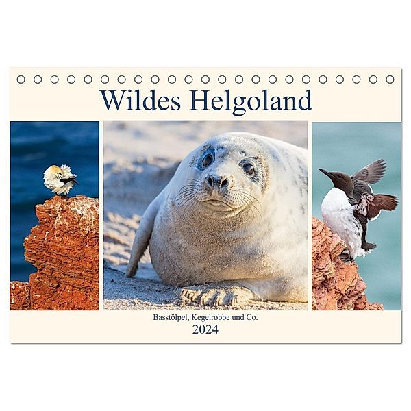 Wildes Helgoland - Basstölpel, Kegelrobbe und Co. 2024 (Tischkalender 2024 DIN A5 quer), CALVENDO Monatskalender, Daniela Beyer (Moqui)
