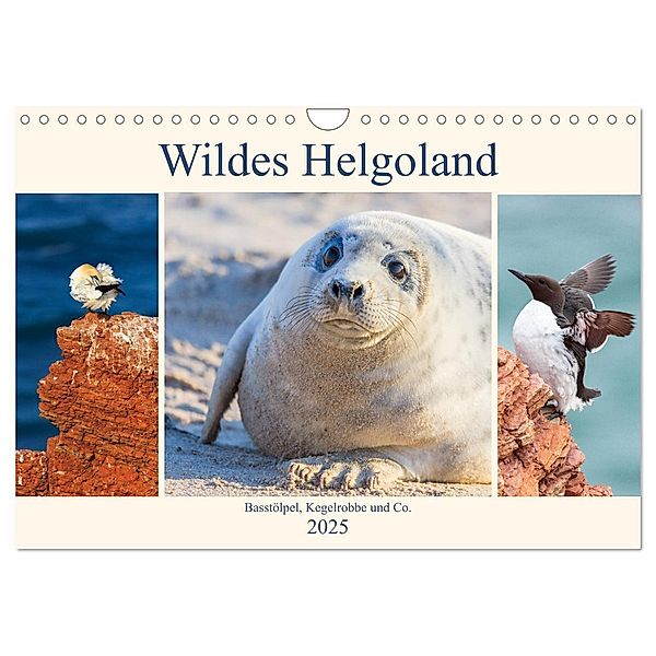 Wildes Helgoland - Basstölpel, Kegelrobbe und Co. 2025 (Wandkalender 2025 DIN A4 quer), CALVENDO Monatskalender, Calvendo, Daniela Beyer (Moqui)