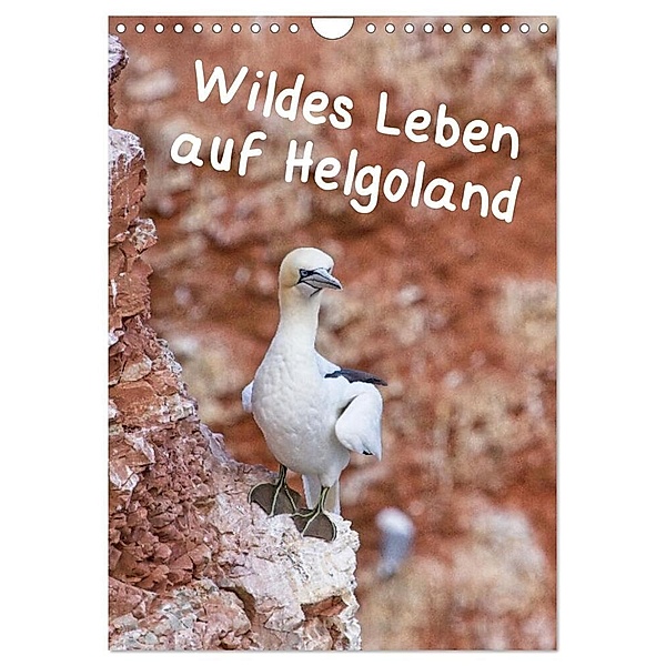 Wildes Leben auf Helgoland (Wandkalender 2024 DIN A4 hoch), CALVENDO Monatskalender, Kathrin Voss