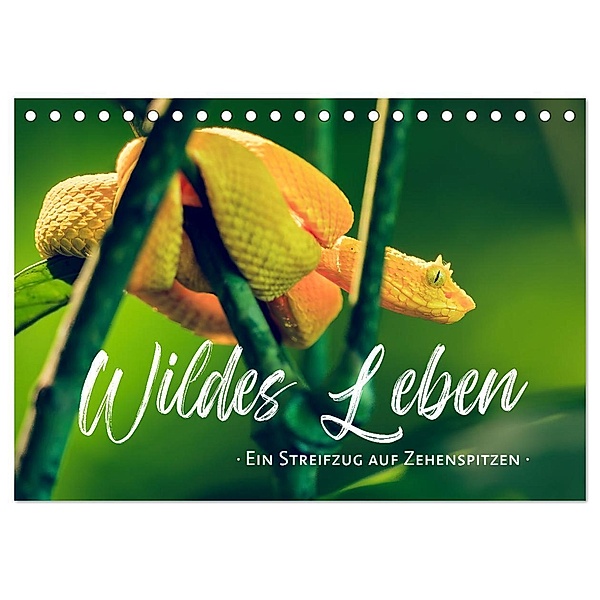 Wildes Leben - Ein Streifzug auf Zehenspitzen (Tischkalender 2025 DIN A5 quer), CALVENDO Monatskalender, Calvendo, Sonja Schlichter