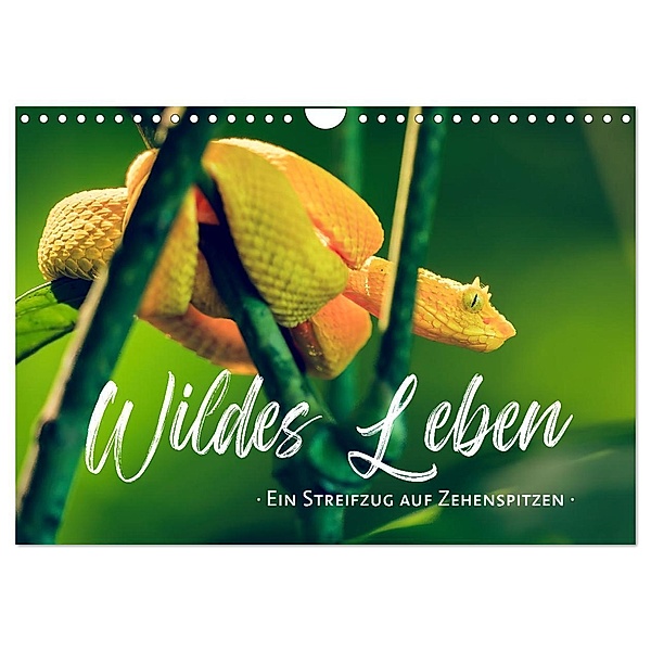 Wildes Leben - Ein Streifzug auf Zehenspitzen (Wandkalender 2025 DIN A4 quer), CALVENDO Monatskalender, Calvendo, Sonja Schlichter