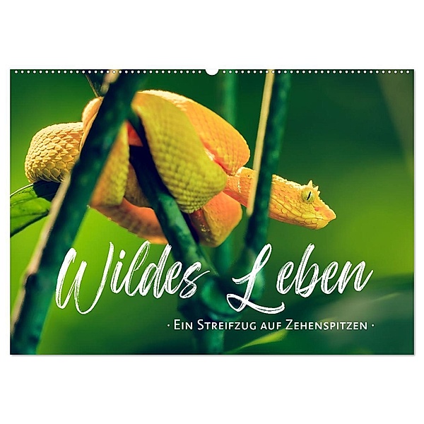 Wildes Leben - Ein Streifzug auf Zehenspitzen (Wandkalender 2025 DIN A2 quer), CALVENDO Monatskalender, Calvendo, Sonja Schlichter