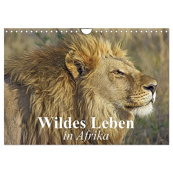 Wildes Leben in Afrika (Wandkalender 2024 DIN A4 quer), CALVENDO Monatskalender, Elisabeth Stanzer