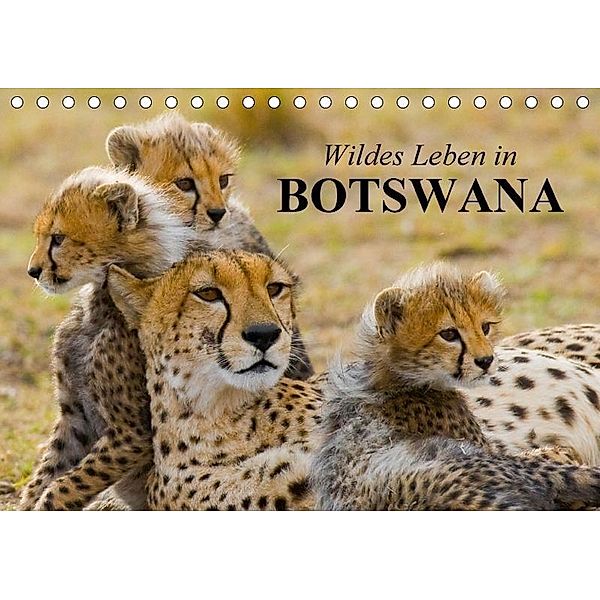 Wildes Leben in Botswana (Tischkalender 2017 DIN A5 quer), Elisabeth Stanzer