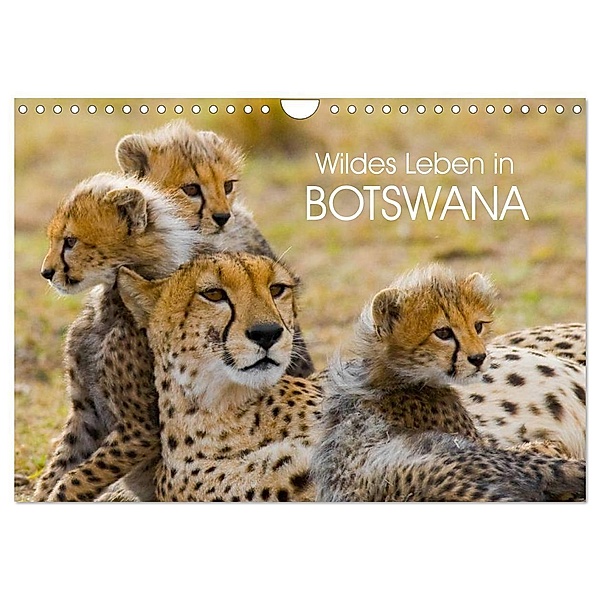 Wildes Leben in Botswana (Wandkalender 2024 DIN A4 quer), CALVENDO Monatskalender, Elisabeth Stanzer