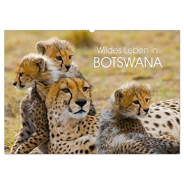 Wildes Leben in Botswana (Wandkalender 2025 DIN A2 quer), CALVENDO Monatskalender, Calvendo, Elisabeth Stanzer