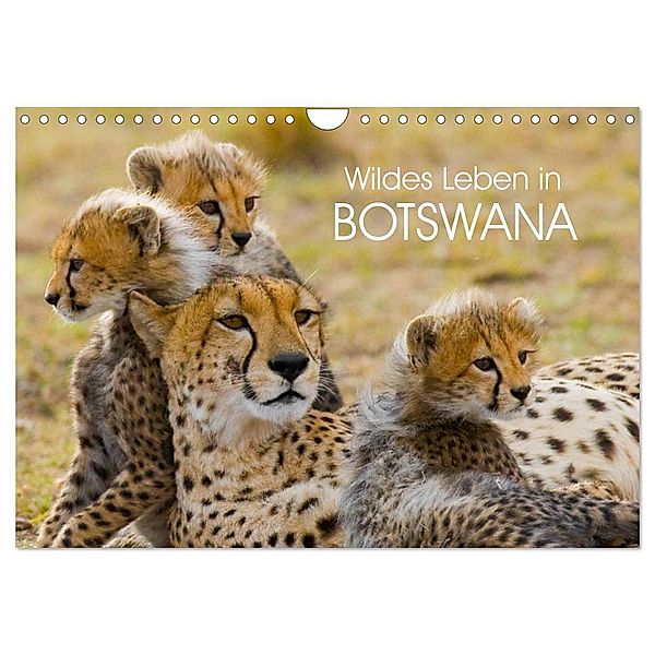 Wildes Leben in Botswana (Wandkalender 2025 DIN A4 quer), CALVENDO Monatskalender, Calvendo, Elisabeth Stanzer