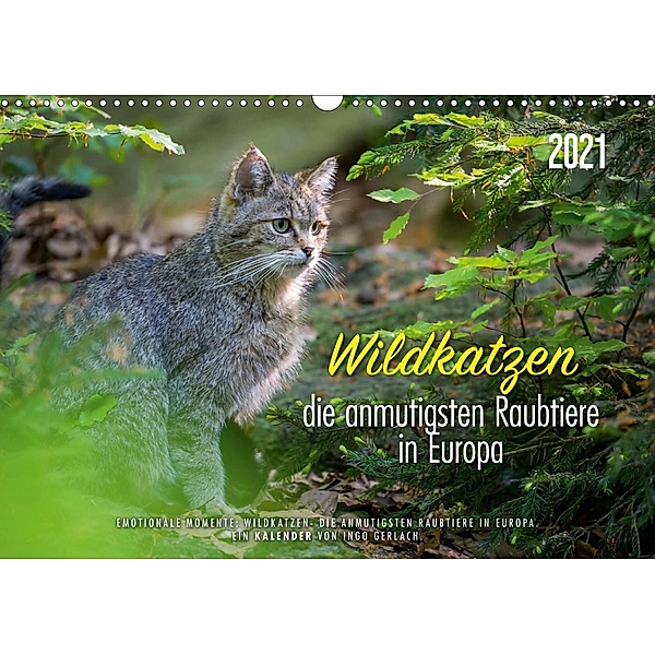 Wildkatzen - die anmutigsten Raubiere in Europa. (Wandkalender 2021 DIN A3 quer), Ingo Gerlach