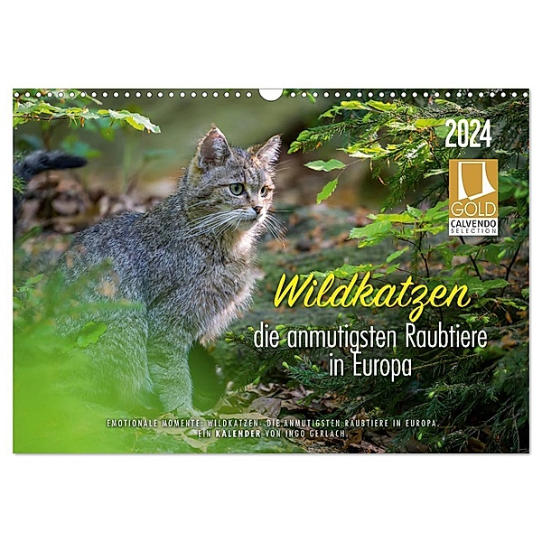 Wildkatzen - die anmutigsten Raubiere in Europa. (Wandkalender 2024 DIN A3 quer), CALVENDO Monatskalender, Ingo Gerlach