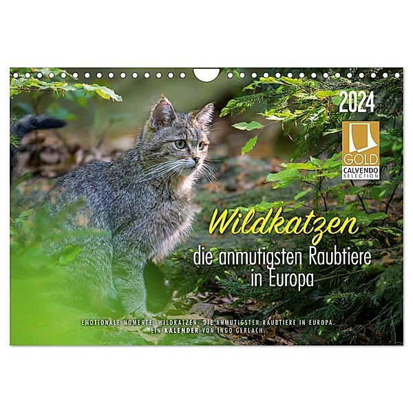 Wildkatzen - die anmutigsten Raubiere in Europa. (Wandkalender 2024 DIN A4 quer), CALVENDO Monatskalender, Ingo Gerlach