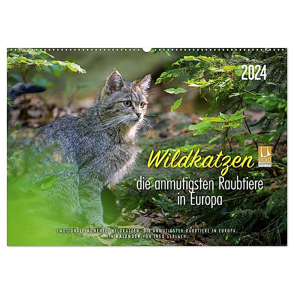 Wildkatzen - die anmutigsten Raubiere in Europa. (Wandkalender 2024 DIN A2 quer), CALVENDO Monatskalender, Ingo Gerlach