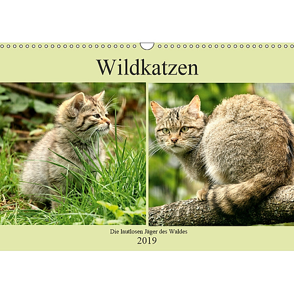 Wildkatzen - Die lautlosen J?ger des Waldes (Wandkalender 2019 DIN A3 quer), Arno Klatt