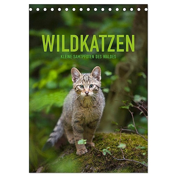 Wildkatzen - Kleine Samtpfoten des Waldes (Tischkalender 2024 DIN A5 hoch), CALVENDO Monatskalender, Christina Krutz