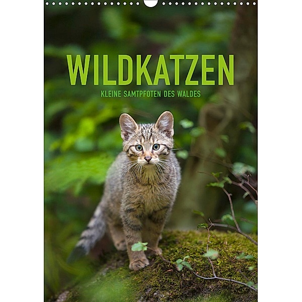 Wildkatzen - Kleine Samtpfoten des Waldes (Wandkalender 2020 DIN A3 hoch), Christina Krutz