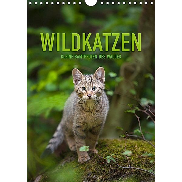 Wildkatzen - Kleine Samtpfoten des Waldes (Wandkalender 2020 DIN A4 hoch), Christina Krutz