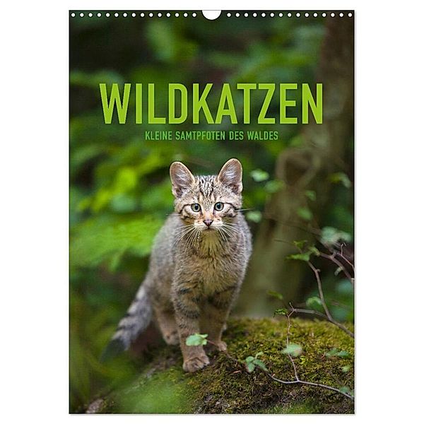 Wildkatzen - Kleine Samtpfoten des Waldes (Wandkalender 2024 DIN A3 hoch), CALVENDO Monatskalender, Christina Krutz