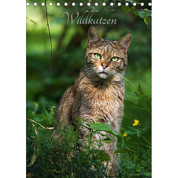 Wildkatzen - scheue Jäger (Tischkalender 2019 DIN A5 hoch), Cloudtail the Snow Leopard