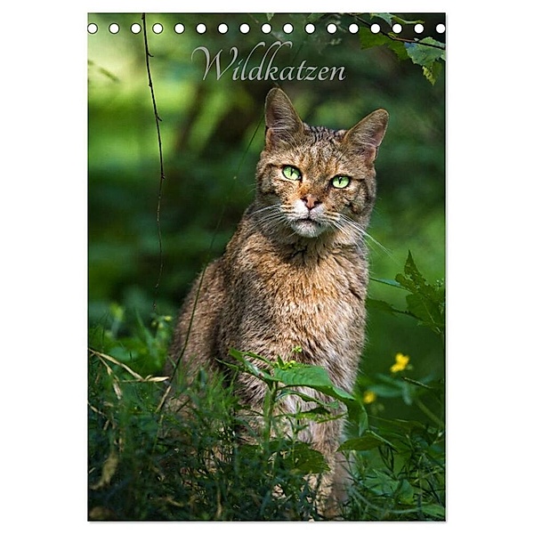 Wildkatzen - scheue Jäger (Tischkalender 2024 DIN A5 hoch), CALVENDO Monatskalender, Cloudtail the Snow Leopard