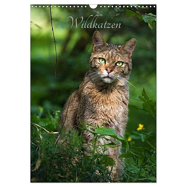 Wildkatzen - scheue Jäger (Wandkalender 2024 DIN A3 hoch), CALVENDO Monatskalender, Cloudtail the Snow Leopard