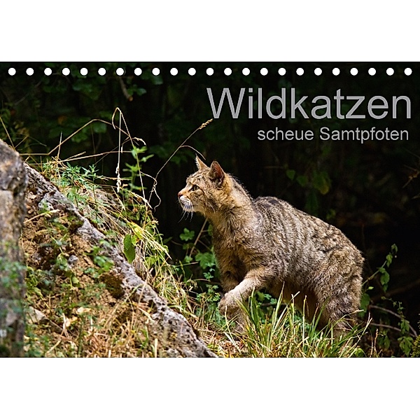 Wildkatzen - scheue Samtpfoten (Tischkalender 2018 DIN A5 quer) Dieser erfolgreiche Kalender wurde dieses Jahr mit gleic, Cloudtail the Snow Leopard