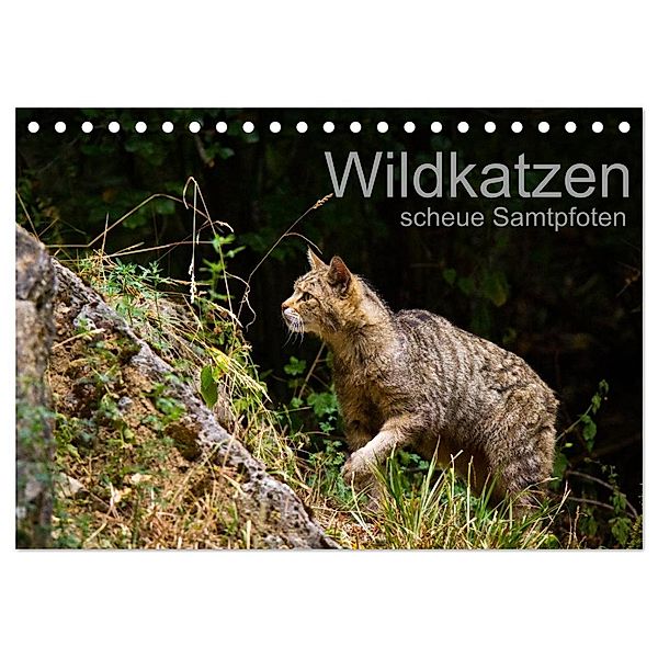 Wildkatzen - scheue Samtpfoten (Tischkalender 2024 DIN A5 quer), CALVENDO Monatskalender, Cloudtail the Snow Leopard