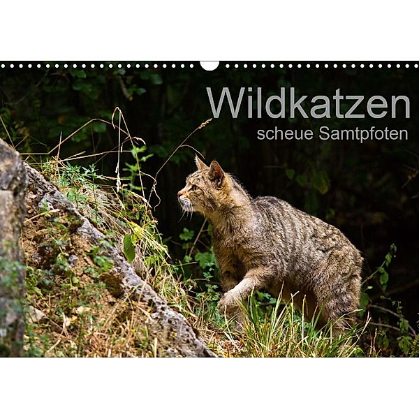 Wildkatzen - scheue Samtpfoten (Wandkalender 2021 DIN A3 quer), Cloudtail the Snow Leopard