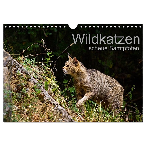Wildkatzen - scheue Samtpfoten (Wandkalender 2024 DIN A4 quer), CALVENDO Monatskalender, Cloudtail the Snow Leopard