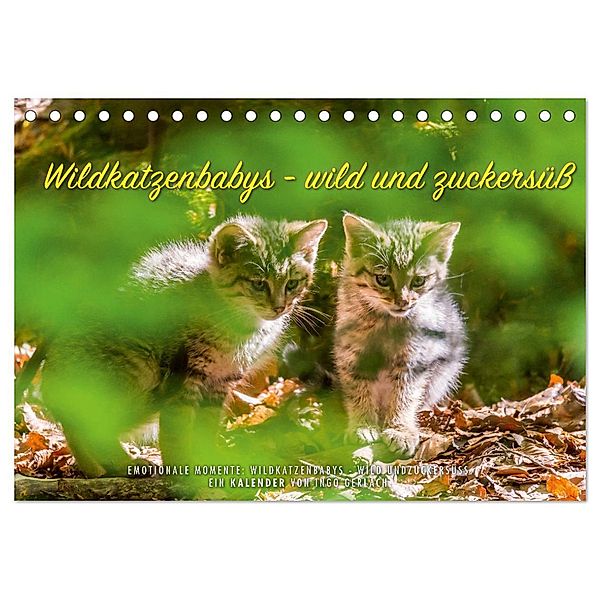 Wildkatzenbabys - wild und zuckersüss. (Tischkalender 2024 DIN A5 quer), CALVENDO Monatskalender, Ingo Gerlach