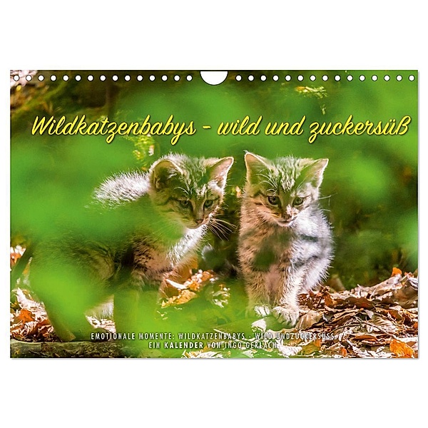 Wildkatzenbabys - wild und zuckersüss. (Wandkalender 2024 DIN A4 quer), CALVENDO Monatskalender, Ingo Gerlach