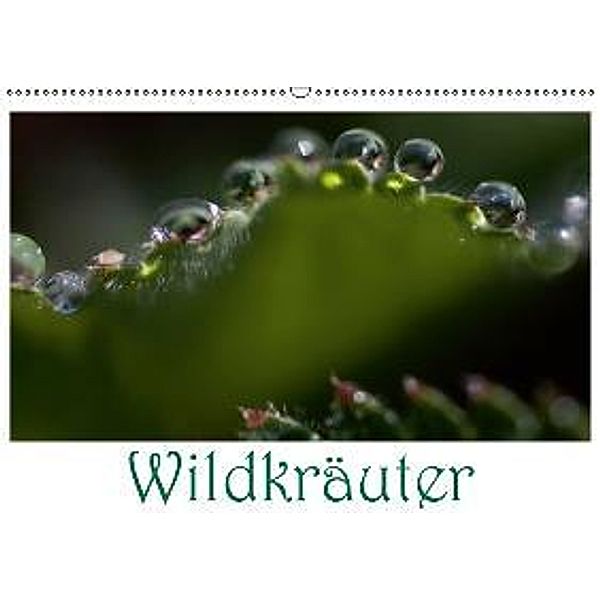 Wildkräuter (Wandkalender 2015 DIN A2 quer), Renate Blaes