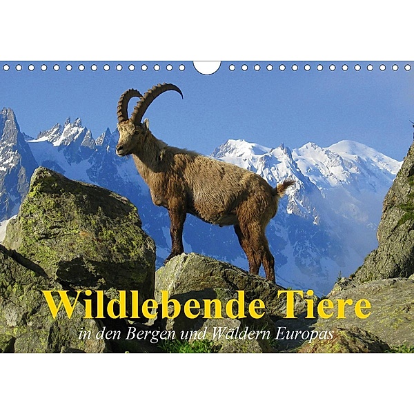 Wildlebende Tiere in den Bergen und Wäldern Europas (Wandkalender 2021 DIN A4 quer), Elisabeth Stanzer