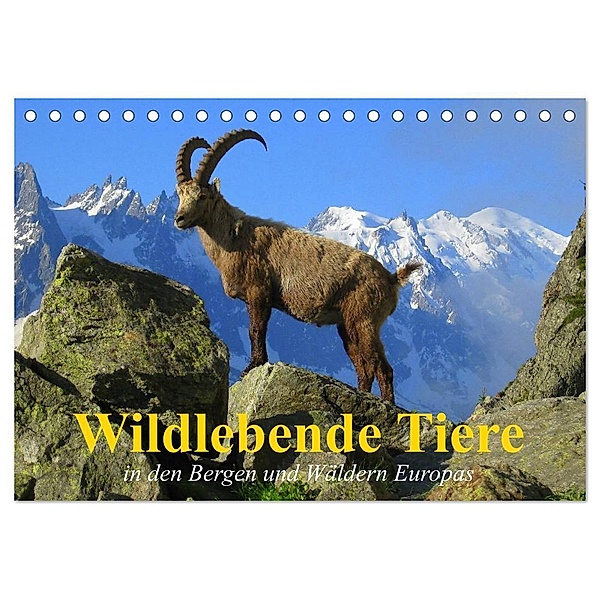 Wildlebende Tiere in den Bergen und Wäldern Europas (Tischkalender 2024 DIN A5 quer), CALVENDO Monatskalender, Elisabeth Stanzer