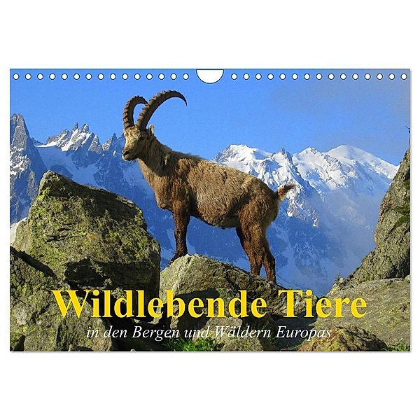 Wildlebende Tiere in den Bergen und Wäldern Europas (Wandkalender 2024 DIN A4 quer), CALVENDO Monatskalender, Elisabeth Stanzer