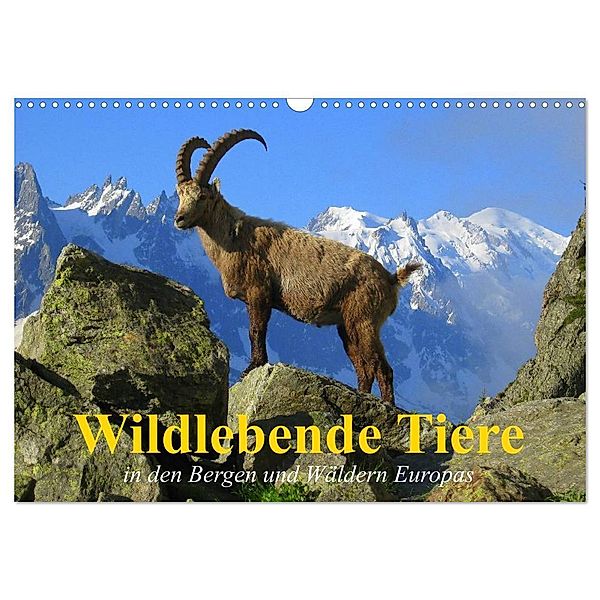 Wildlebende Tiere in den Bergen und Wäldern Europas (Wandkalender 2024 DIN A3 quer), CALVENDO Monatskalender, Elisabeth Stanzer