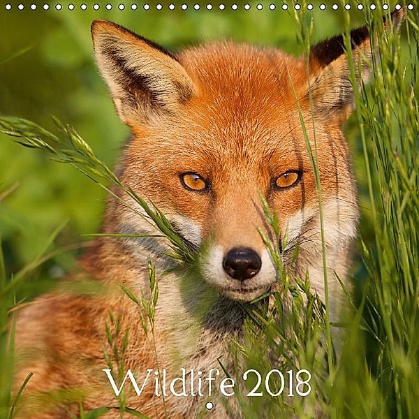 Wildlife 2018 (Wall Calendar 2018 300 × 300 mm Square), Mark Bridger