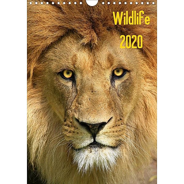 Wildlife 2020 (Wandkalender 2020 DIN A4 hoch), Jens Klingebiel