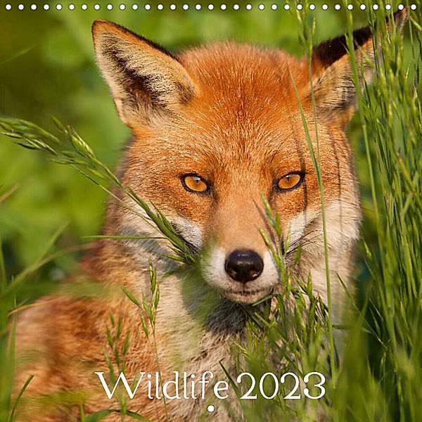 Wildlife 2023 (Wall Calendar 2023 300 × 300 mm Square), mark bridger