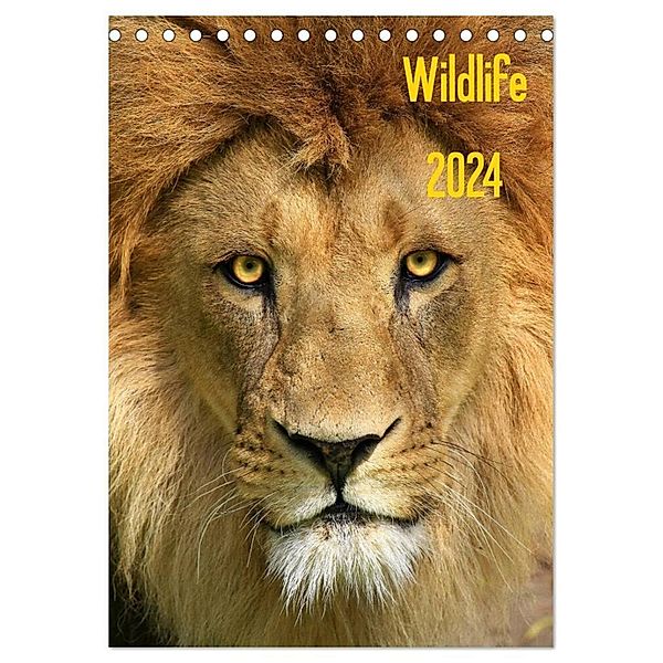 Wildlife 2024 (Tischkalender 2024 DIN A5 hoch), CALVENDO Monatskalender, Jens Klingebiel