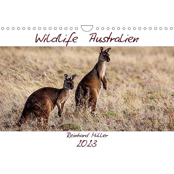 Wildlife Australien (Wandkalender 2023 DIN A4 quer), Reinhard Müller